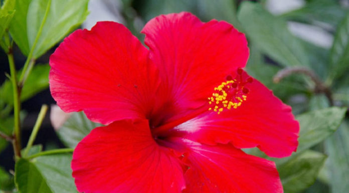 Benefits Of Hibiscus